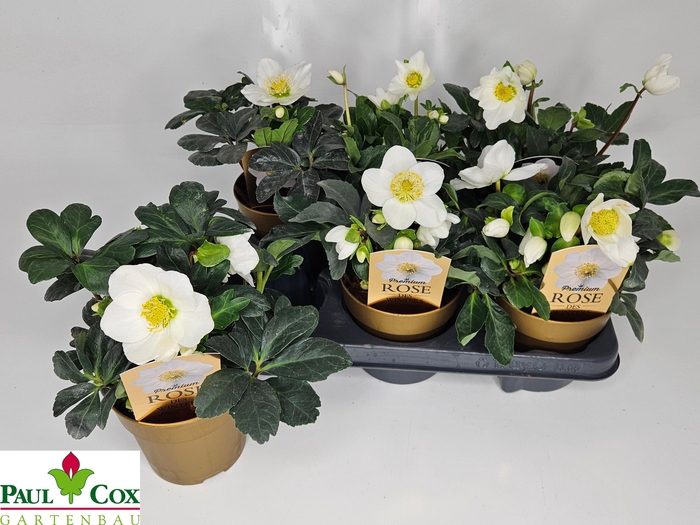 <h4>Hell Ni Chr Carol P12</h4>