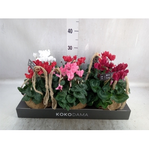 Cyclamen KL 'Carino'