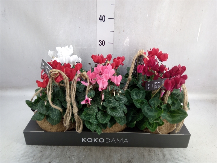 Cyclamen KL 'Carino'