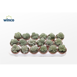 Sulcorebutia Heliosoides