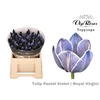 TU EN RV PASTEL VIOLET
