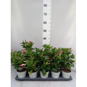 Mandevilla sand. 'Rio Petite Pink'