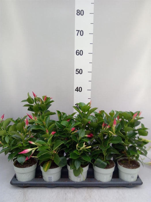 <h4>Mandevilla sand. 'Rio Petite Pink'</h4>