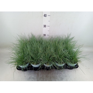 Festuca glauca 'Compacta Blue'