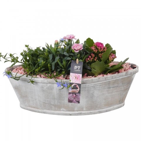 PTPP3049 Arrangementen Tuinplanten