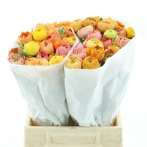 Ran Su Grand Pastel Extra