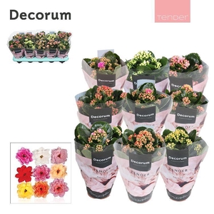 Kalanchoe Decorum TENDER - Serenity mix