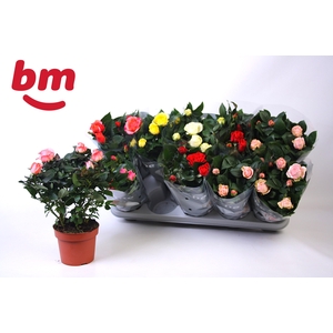 RO B MONDE GEM 6 SRT