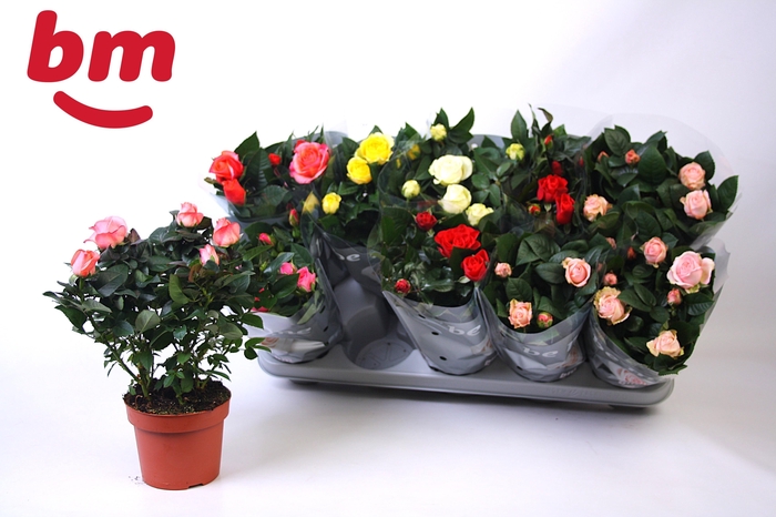 <h4>RO B MONDE GEM 6 SRT</h4>