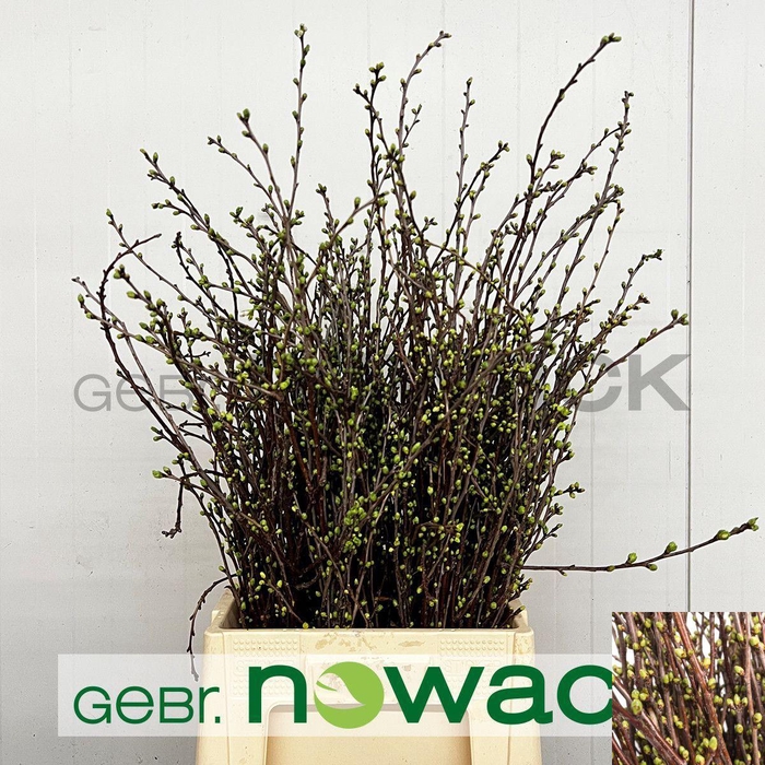 <h4>Kersenbloesem P Bos</h4>