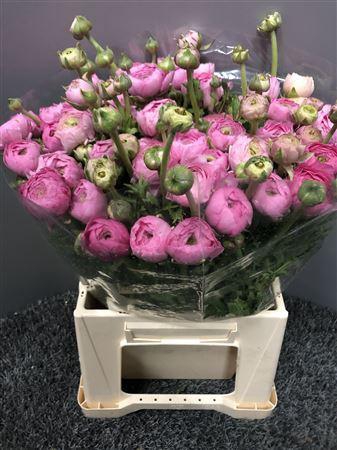 Ran Eleg Sup Light Pink