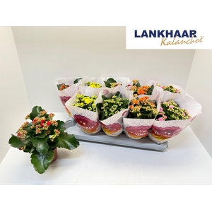 KAL GE PERF GEM 5 KL