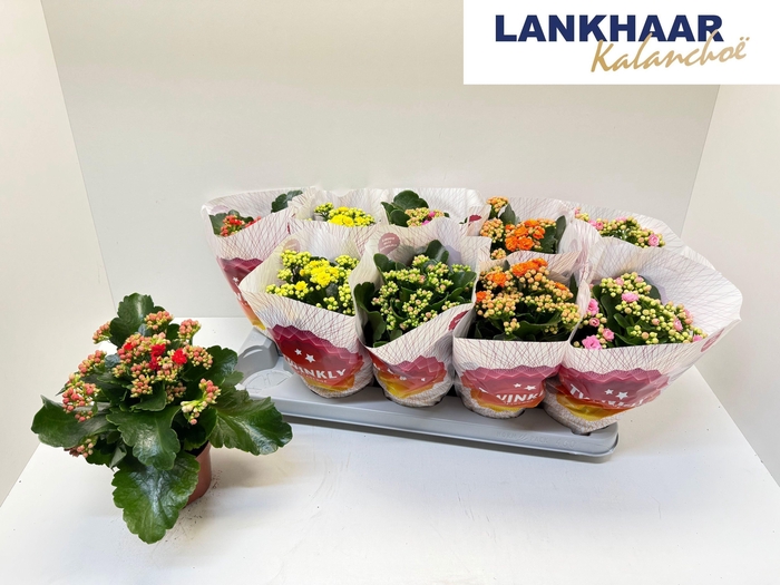 <h4>KAL GE PERF GEM 5 KL</h4>