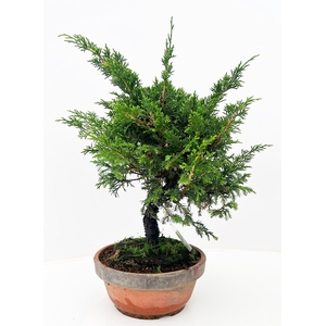 Juniperus chinensis, 19cm