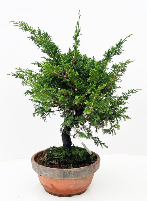 <h4>Juniperus chinensis, 19cm</h4>