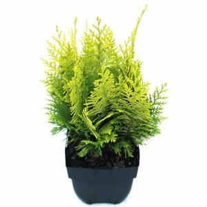 Chamaecyparis lawsoniana 'Ivonne' P17