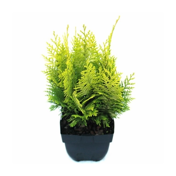 <h4>Chamaecyparis lawsoniana 'Ivonne' P17</h4>