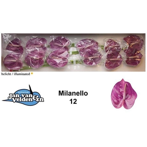 ANTH A MILANELLO PAARS