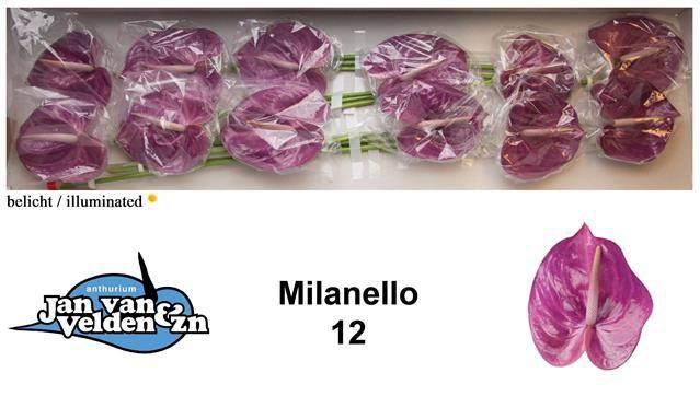 <h4>ANTH A MILANELLO PAARS</h4>