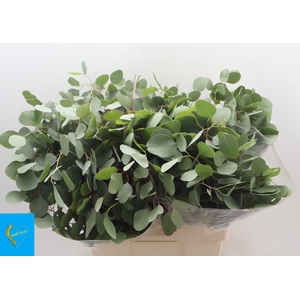 EUC POLYANTHEMO P BS