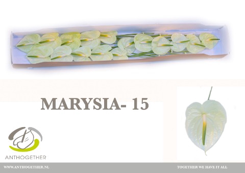 <h4>ANTH A MARYSIA 15.</h4>