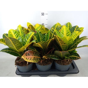 Codiaeum var. GR 'Petra'