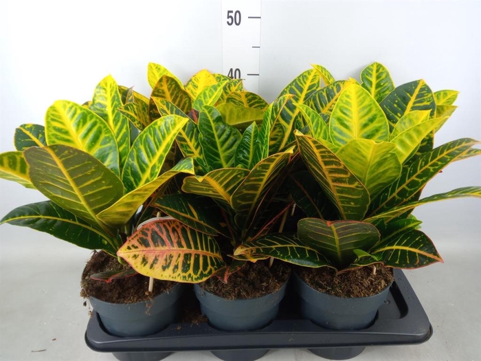 <h4>Codiaeum var. GR 'Petra'</h4>