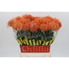 Nutans Ayoba Mandarin Zest