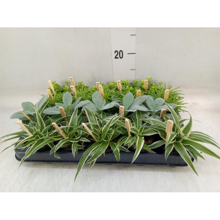 <h4>Planten ..mix</h4>