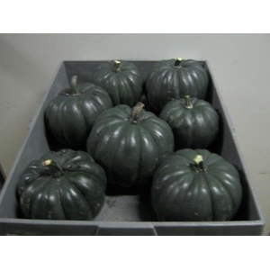 . Cucurbita Pepo