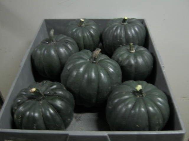 <h4>. Cucurbita Pepo</h4>