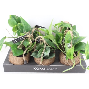 arr3 Kokoplant - Scindapsus mix
