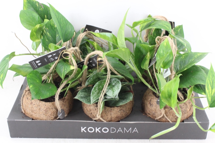 <h4>arr3 Kokoplant - Scindapsus mix</h4>