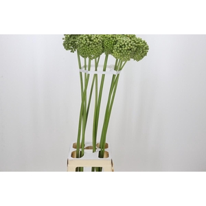 Allium Green Craze