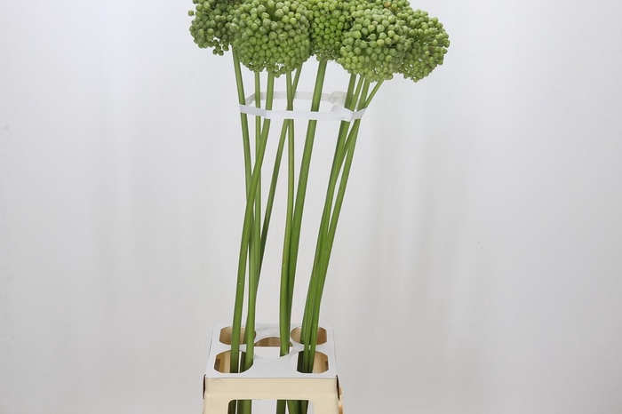 <h4>Allium Green Craze</h4>