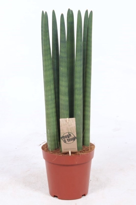 <h4>Sansevieria Cylindrica</h4>