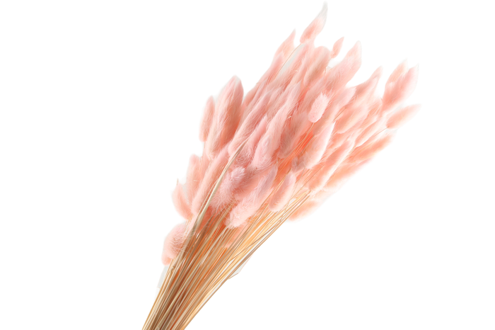 <h4>Lagurus Pink</h4>