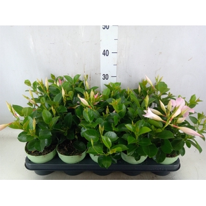 Mandevilla  'Sundavil Cream Pink'