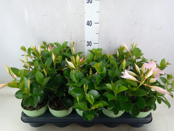 <h4>Mandevilla  'Sundavil Cream Pink'</h4>