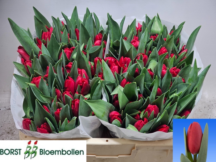 <h4>TU EN LOVE TRAIN</h4>