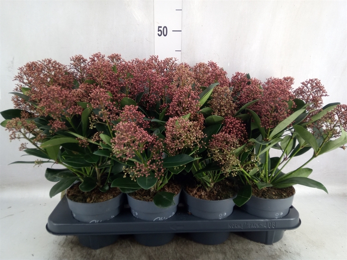 <h4>Skimmia jap. 'Rubella'</h4>