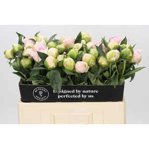 PAEONIA JACORMA LIGHT