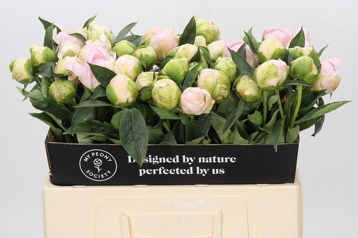 <h4>PAEONIA JACORMA LIGHT</h4>