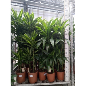 Dracaena fr de   ...