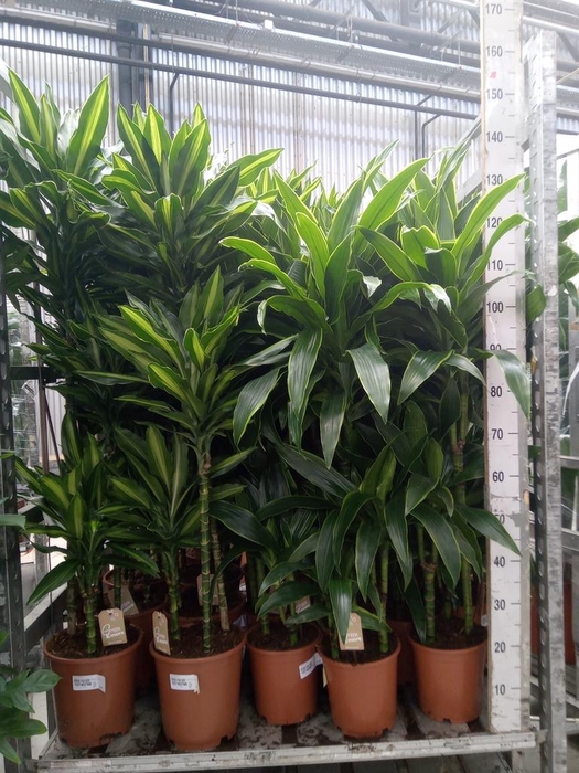 <h4>Dracaena fr de ...</h4>