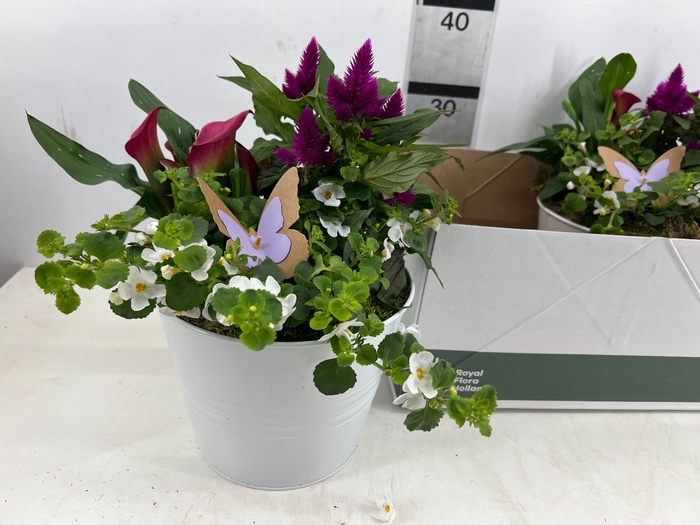 <h4>ARR TUINPLANTEN</h4>