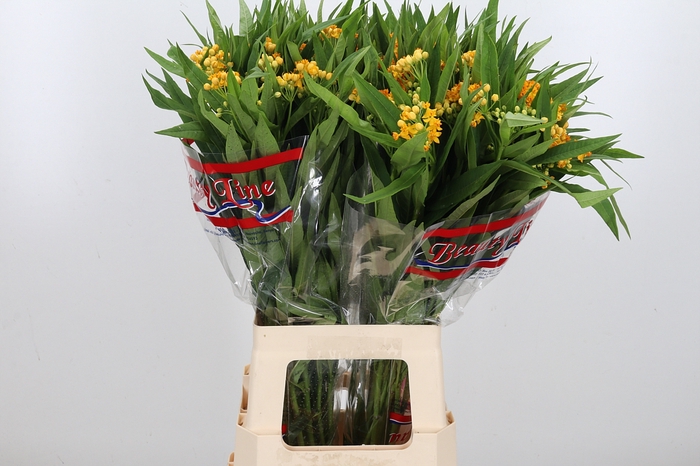 <h4>Asclepias Silky Gold</h4>