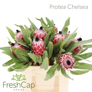 Protea Chelsea