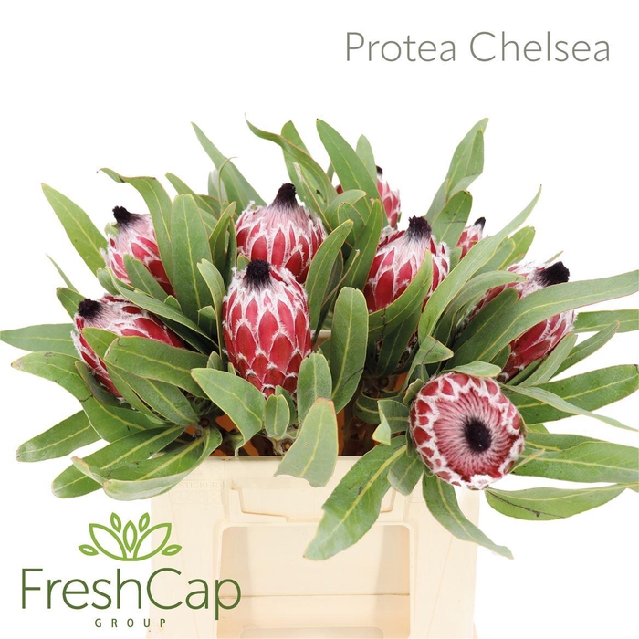 <h4>Protea Chelsea</h4>