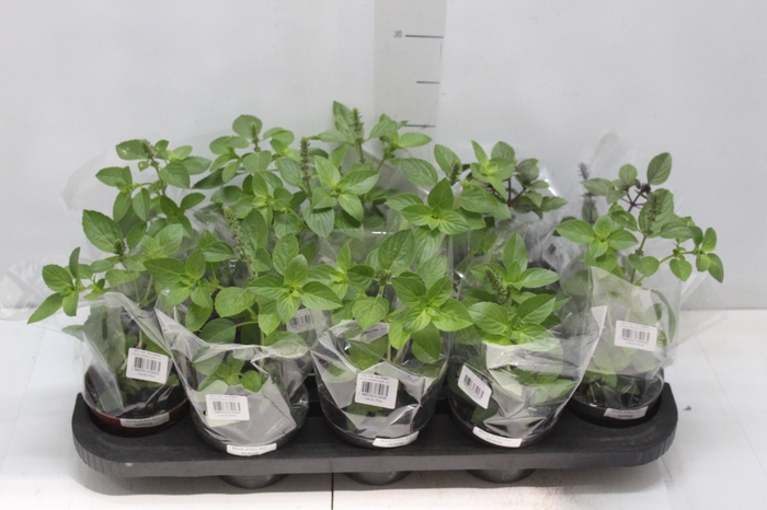 <h4>ERVAS AROMATICAS P11</h4>